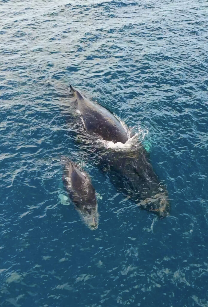 Whale Watching with Waikiki Sailing Tours