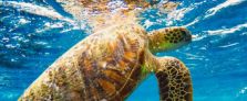 Read more about the article Exploring Underwater Kingdoms: Turtle Snorkel Tours in Waikiki
