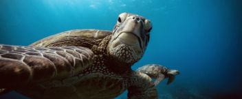 Read more about the article Beneath the Waves: The Thrill of a Turtle Snorkel Adventure