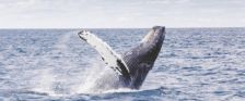 Read more about the article Why Is a Whale Watching Cruise Perfect for Families and Nature Lovers?